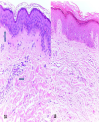 Article Image 1