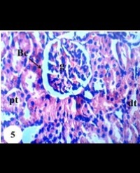 Article Image 1