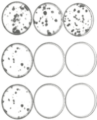 Article Image 1