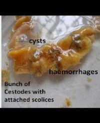 Article Image 1