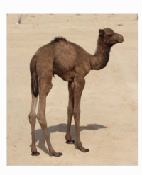 Article Image 1