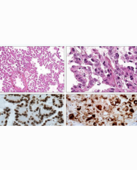 Article Image 1