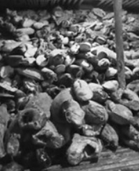 Article Image 1