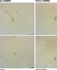 Article Image 1