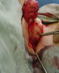 Article Image 1