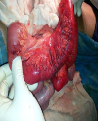 Article Image 1