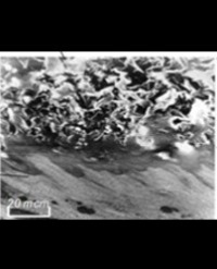 Article Image 1