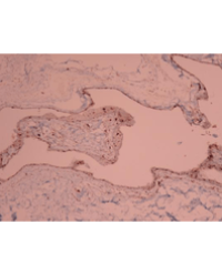 Article Image 1