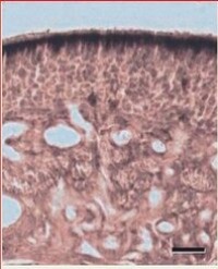 Article Image 1