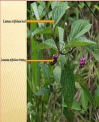 Article Image 1