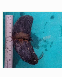 Article Image 1