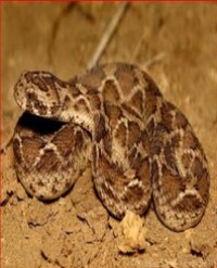 Article Image 1