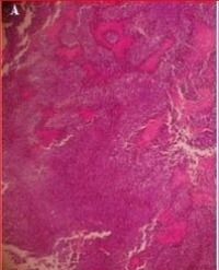 Article Image 1